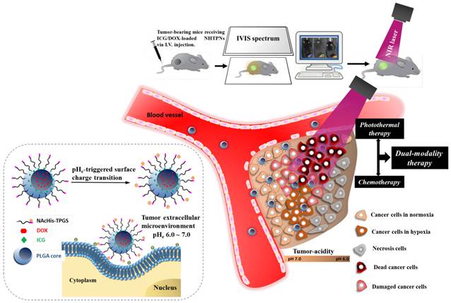 Theranostics Image