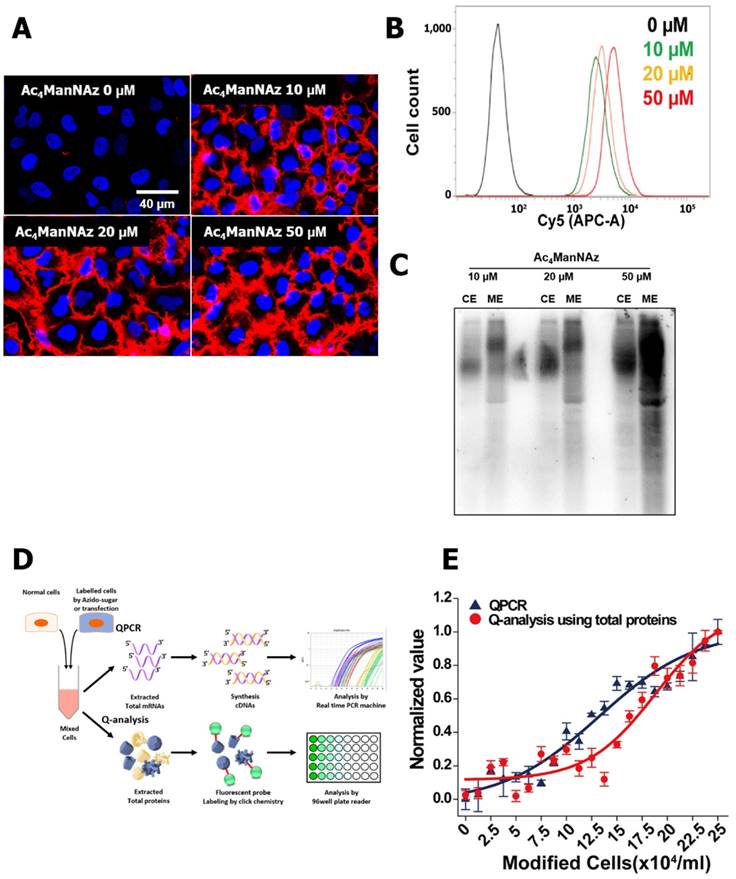 Theranostics Image