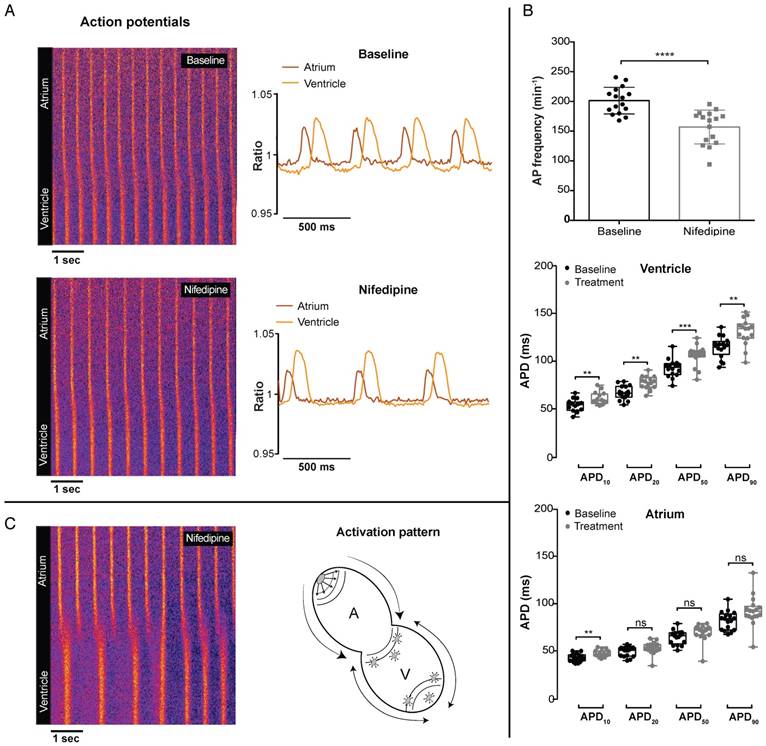 Theranostics Image