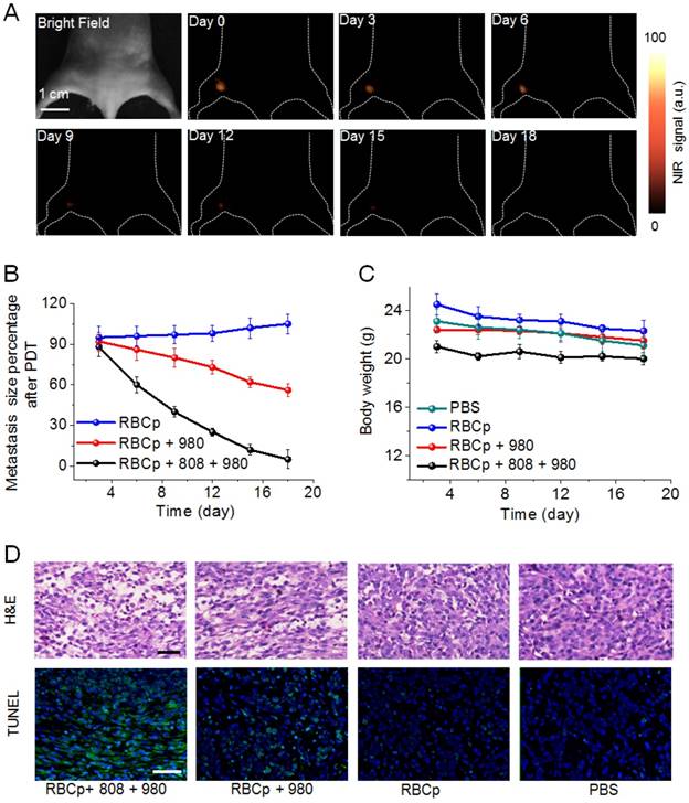 Theranostics Image