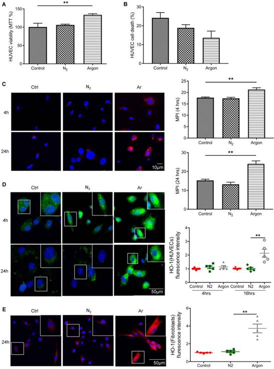 Argon Mitigates Impaired Wound Healing Process And Enhances Wound Healing In Vitro And In Vivo