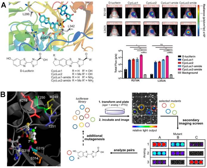 Theranostics Image