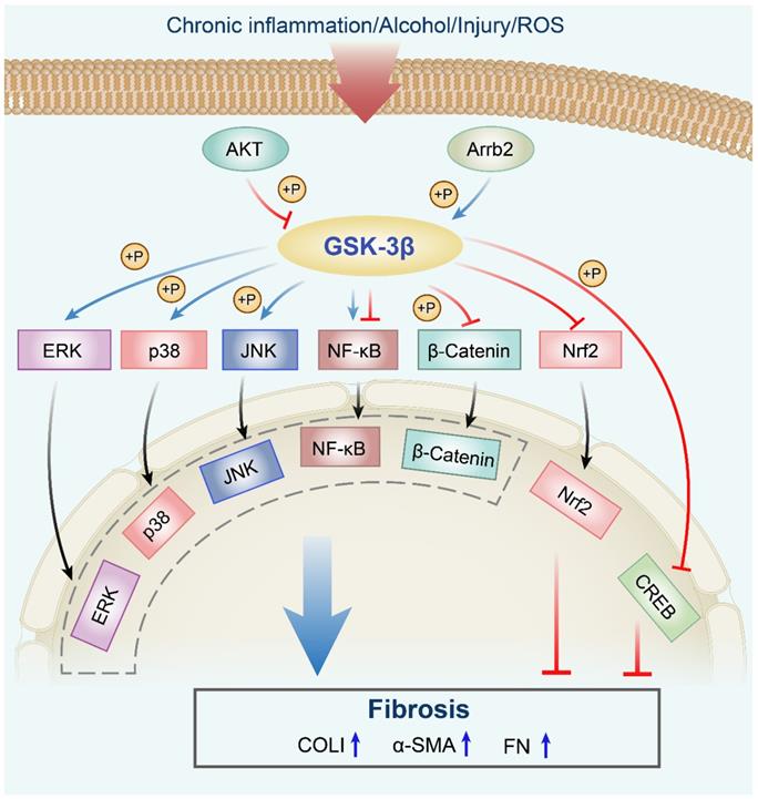 Glycogen Synthase Kinase-3β: A Promising Candidate In The Fight Against ...