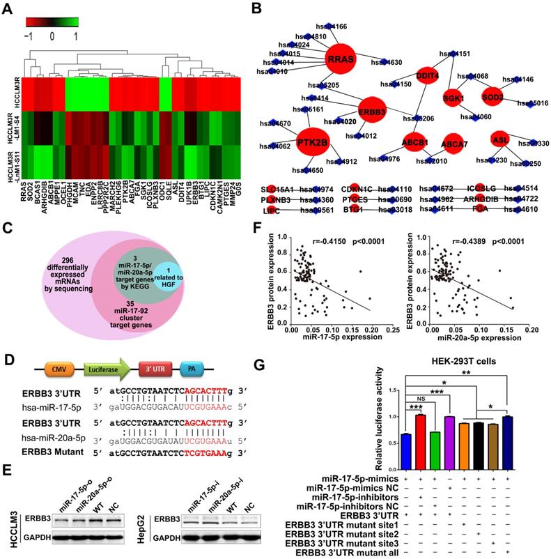 MiR 17 5p And MiR 20a 5p Suppress Postoperative Metastasis Of