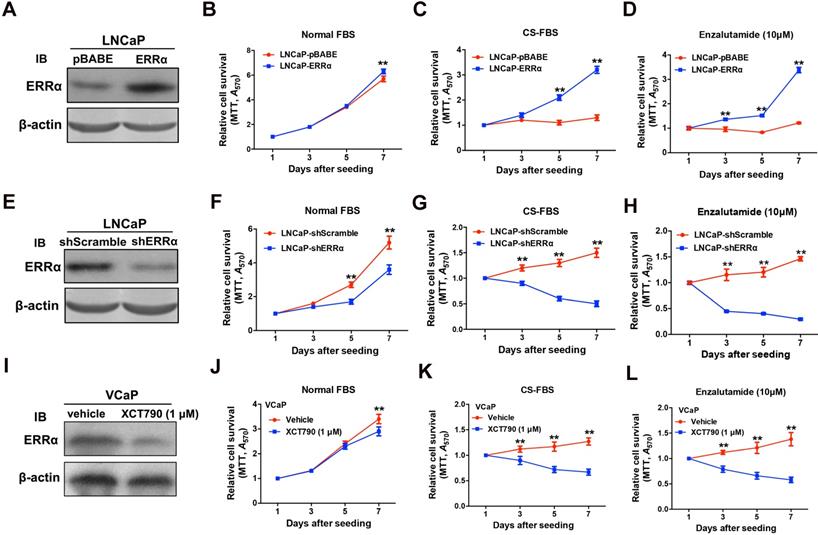 nuclear receptor errα contributes to castration