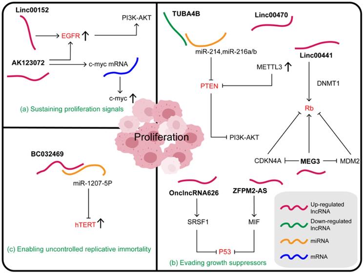 Long Non Coding RNAs In Gastric Cancer New Emerging Biological