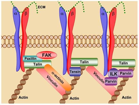 Theranostics Image