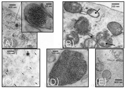 Theranostics Image