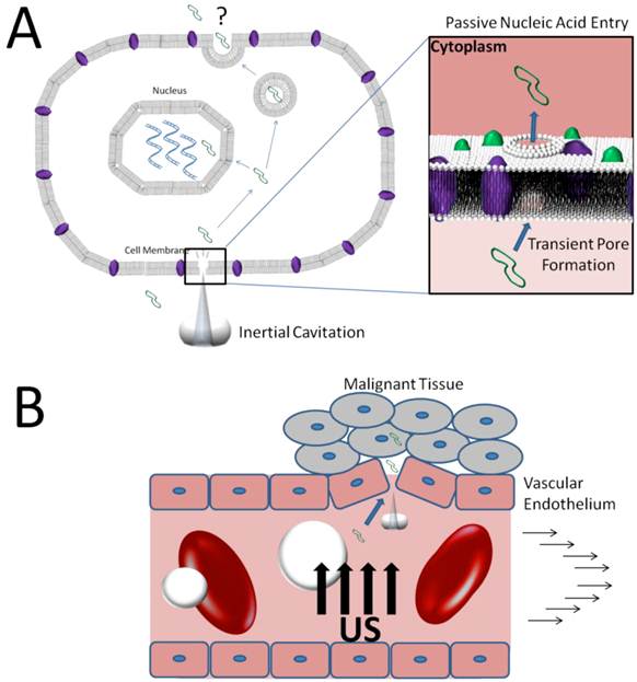 Theranostics Image