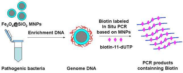 Highly Sensitive and Rapid Detection of Pseudomonas aeruginosa Based on ...