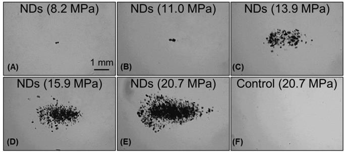 Theranostics Image