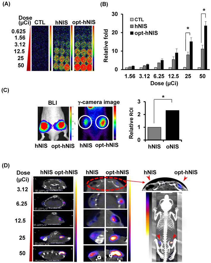 Theranostics Image
