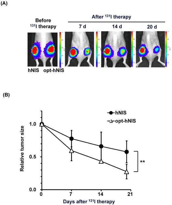 Theranostics Image