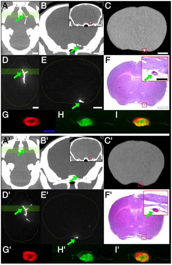 Theranostics Image