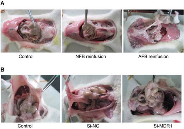 Theranostics Image