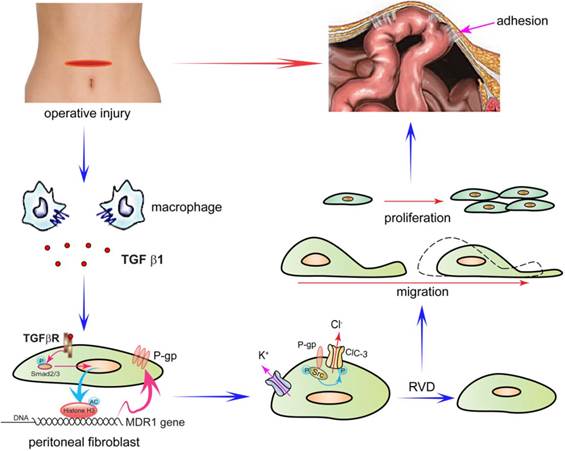 Theranostics Image