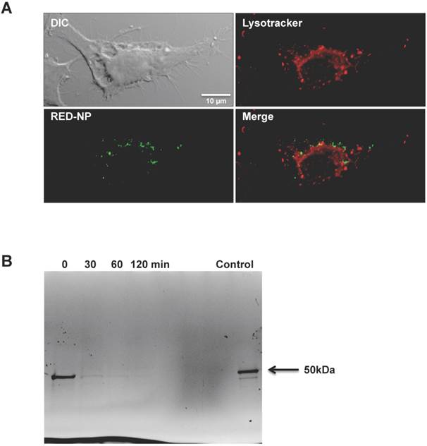 Theranostics Image