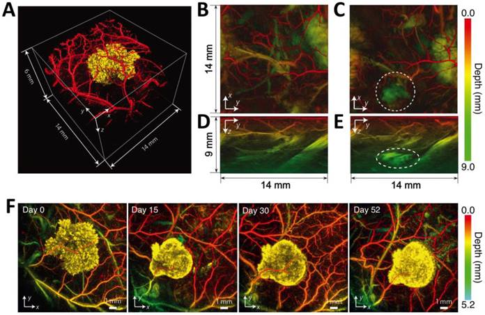 Theranostics Image