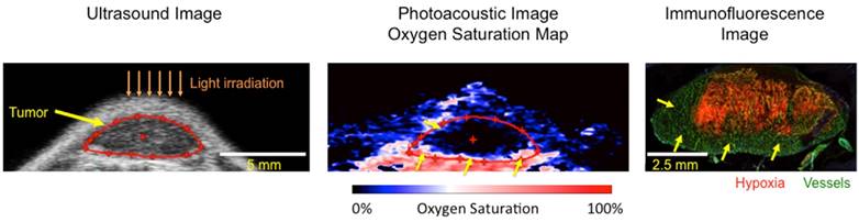 Theranostics Image