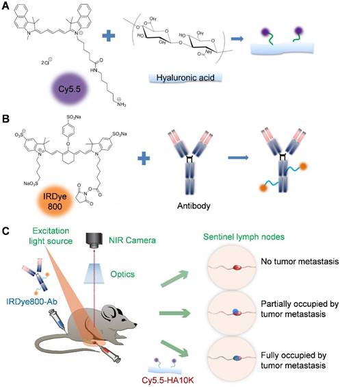 Mapping Sentinel Lymph Node Metastasis By Dual Probe Optical Imaging 