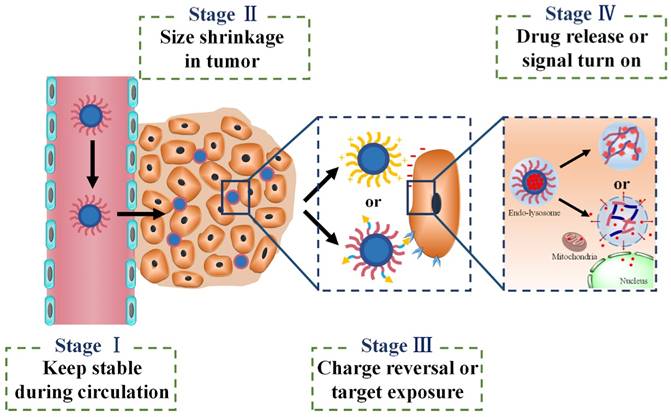 Theranostics Image