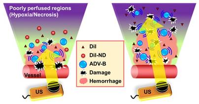 Theranostics Image