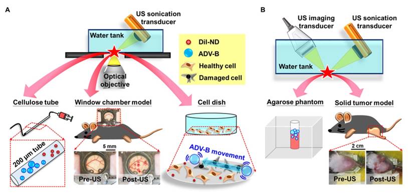 Theranostics Image