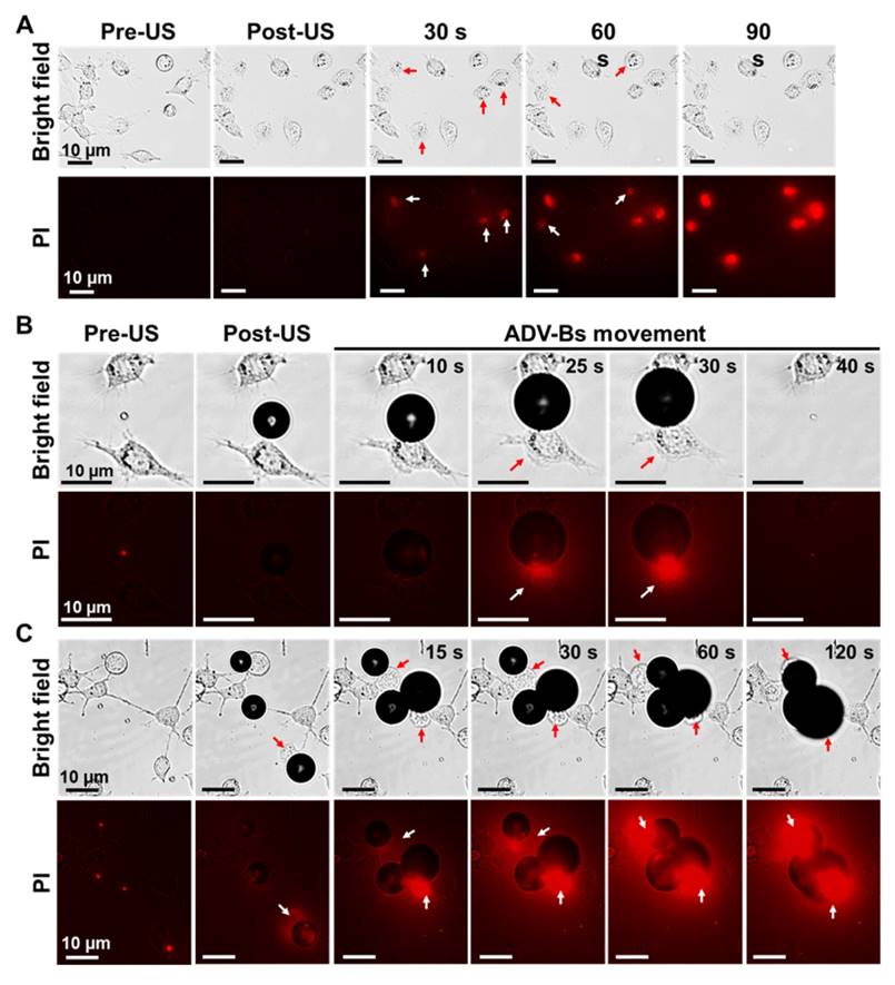 Theranostics Image