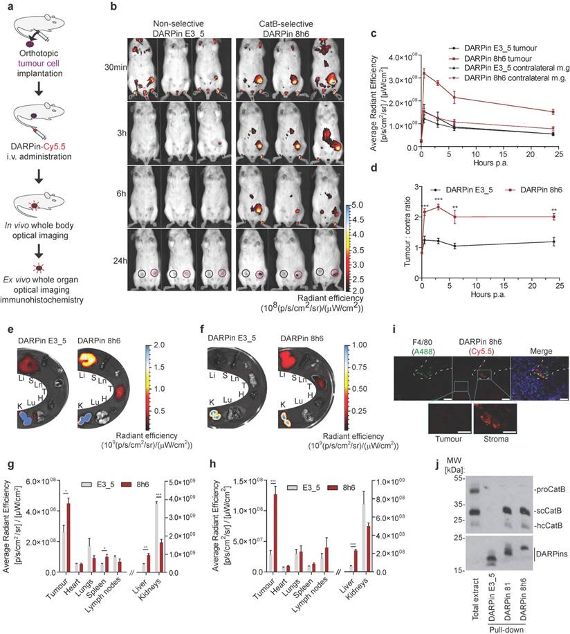 Theranostics Image