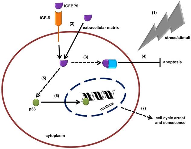 Theranostics Image