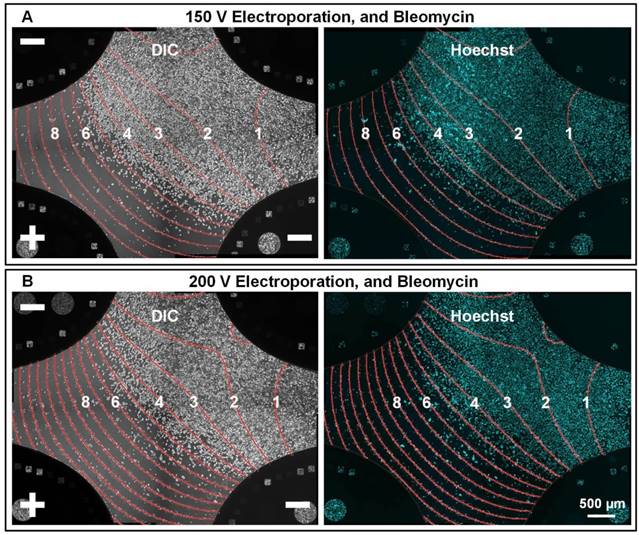 Theranostics Image