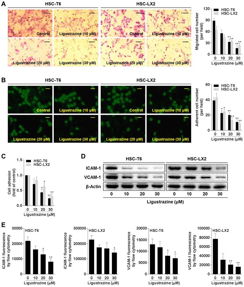 Ligand Activation of PPARγ by Ligustrazine Suppresses Pericyte ...