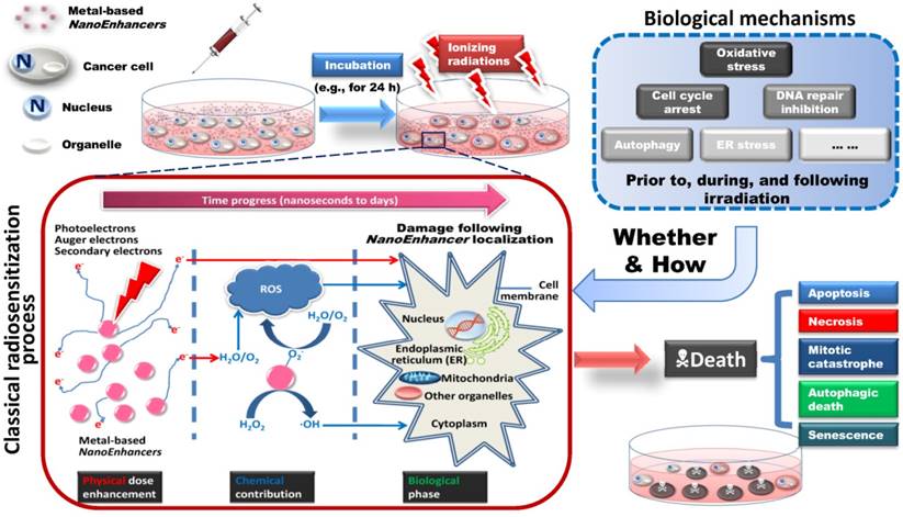 Theranostics Image