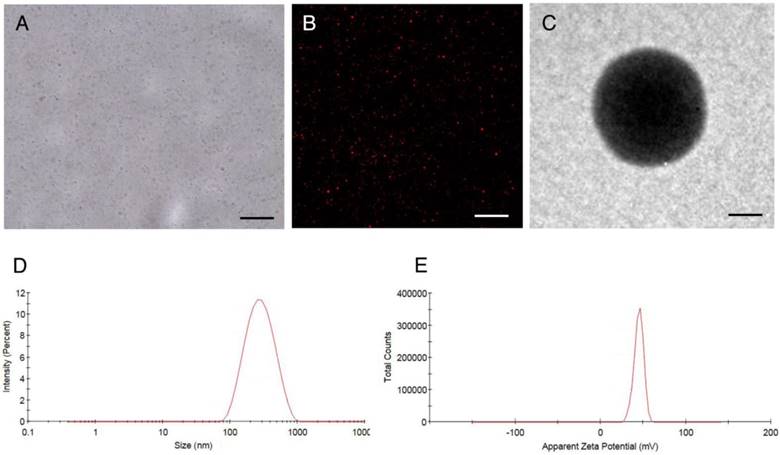 Theranostics Image