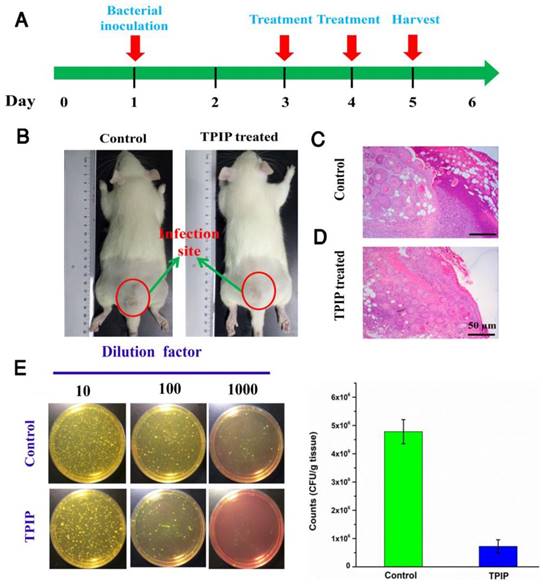 Theranostics Image