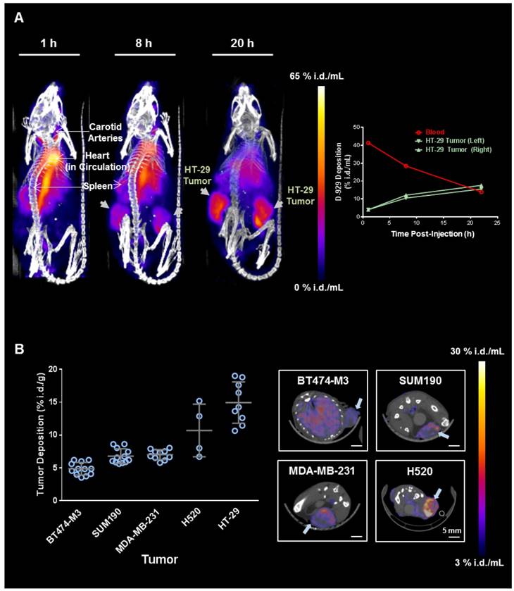 Theranostics Image