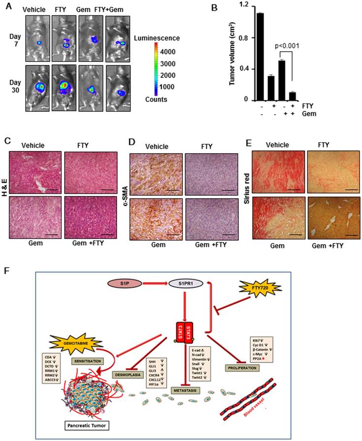 Theranostics Image