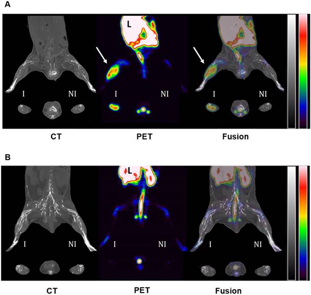 Theranostics Image
