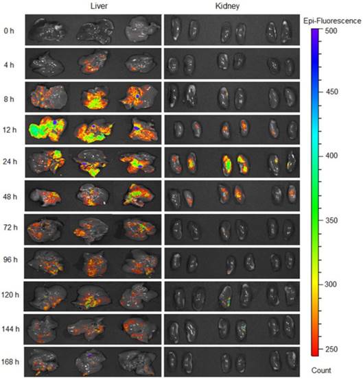 Theranostics Image