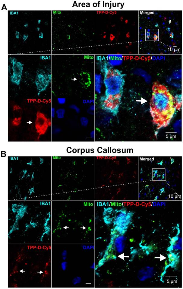 Theranostics Image