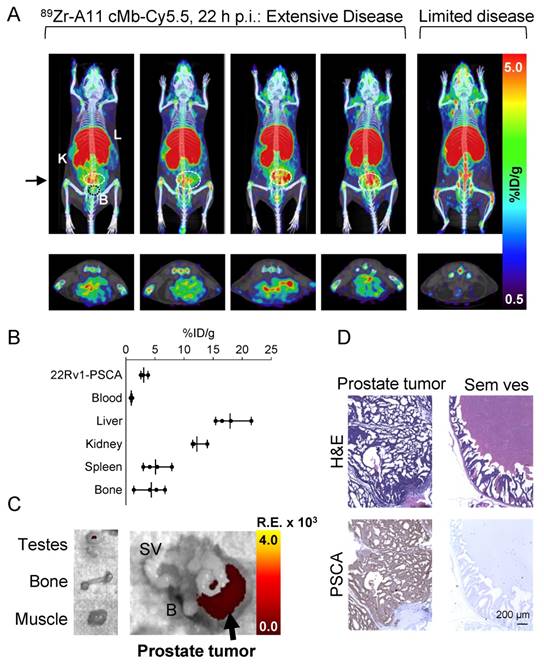Theranostics Image