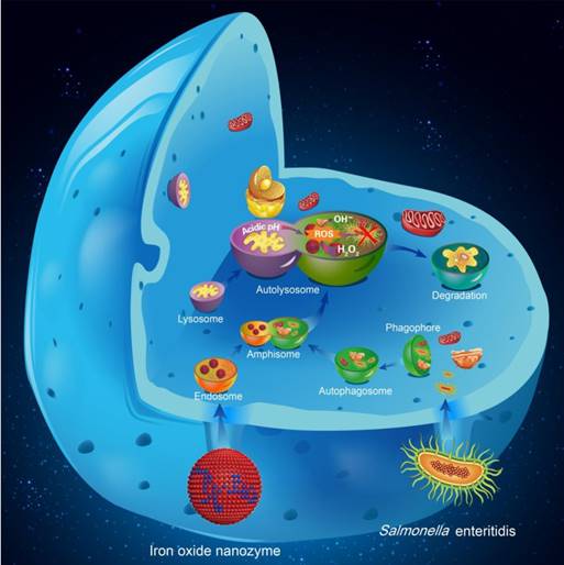 Iron oxide nanozyme suppresses intracellular Salmonella Enteritidis ...