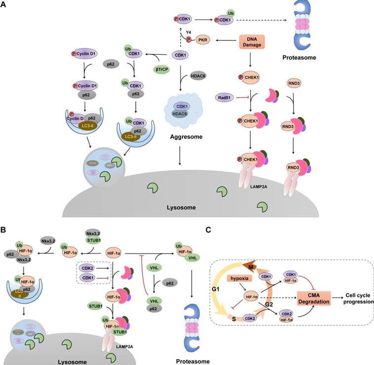 Selective Autophagy Regulates Cell Cycle in Cancer Therapy