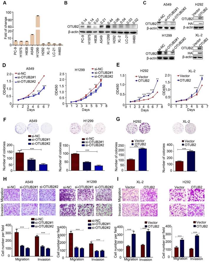 OTUB2 stabilizes U2AF2 to promote the Warburg effect and tumorigenesis ...