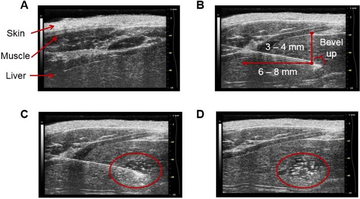 Theranostics Image