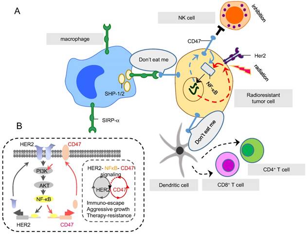 Immune targets in the tumor microenvironment treated by radiotherapy