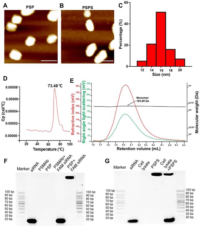 Theranostics Image