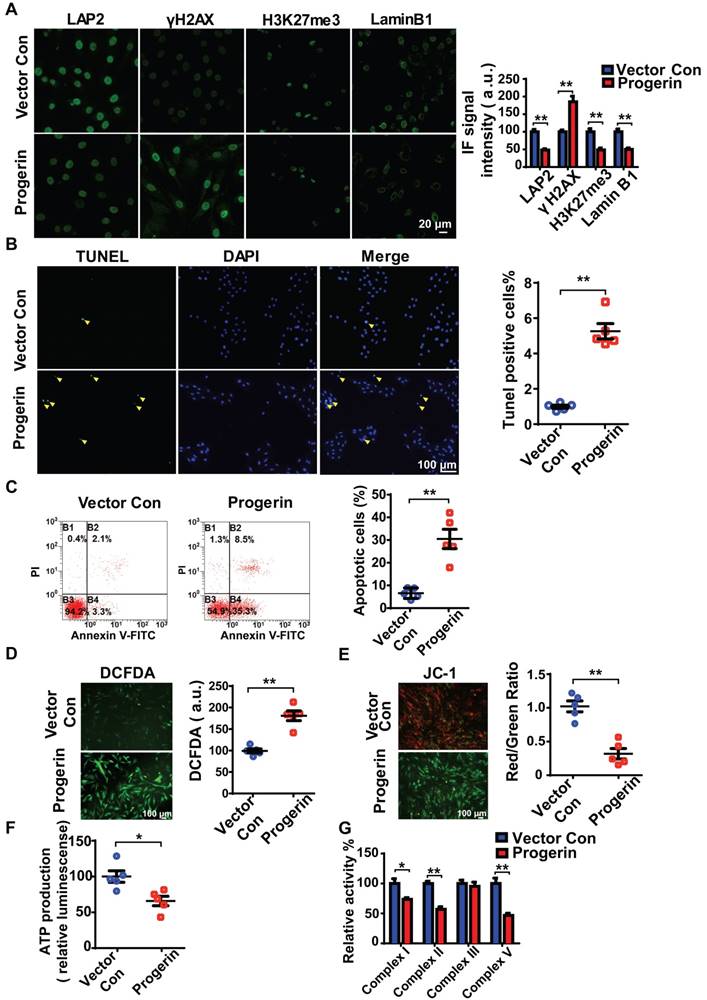 Progerin accumulation in nucleus pulposus cells impairs mitochondrial ...