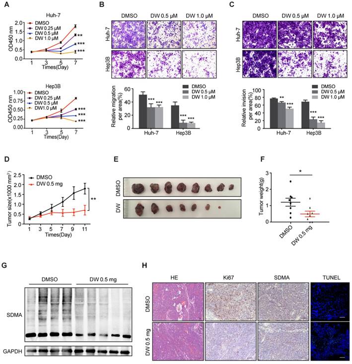 Targeting PRMT5 Activity Inhibits the Malignancy of Hepatocellular ...