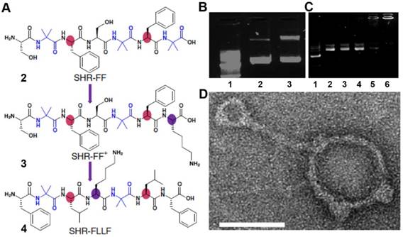 Theranostics Image